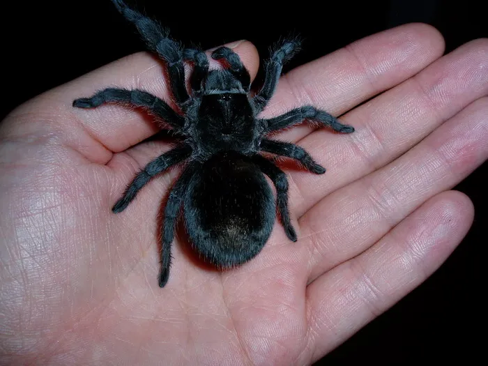 /img/17558-tarantula-pet-care.webp