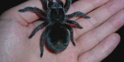 /img/17558-tarantula-pet-care.webp