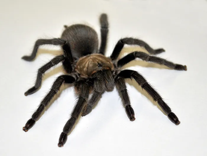17558 tarantula size comparison