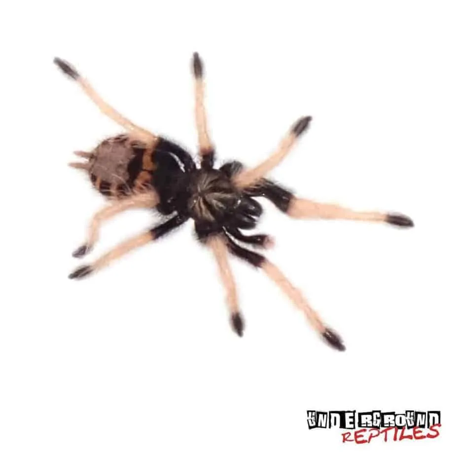 17559 blue tarantula feeding