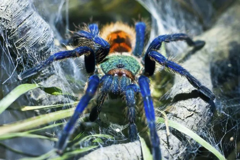 17559 blue tarantula habitat