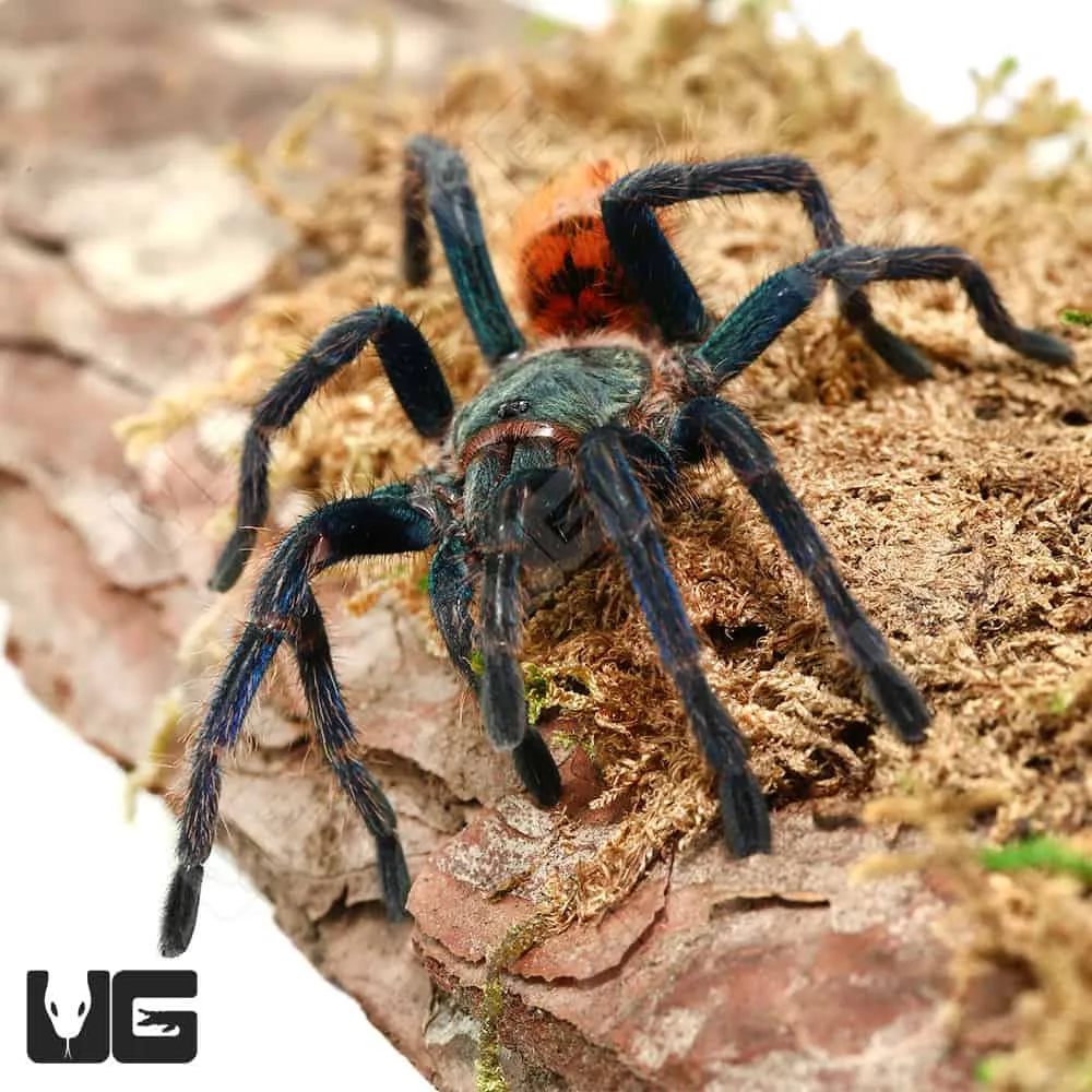 17559 blue tarantula handling