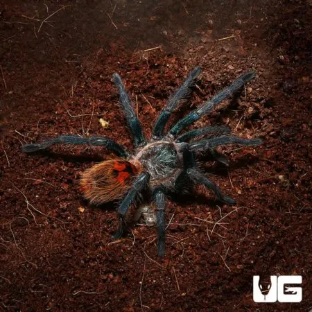 /img/17559-blue-tarantula-spiderlings.webp