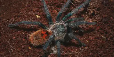 /img/17559-blue-tarantula-spiderlings.webp