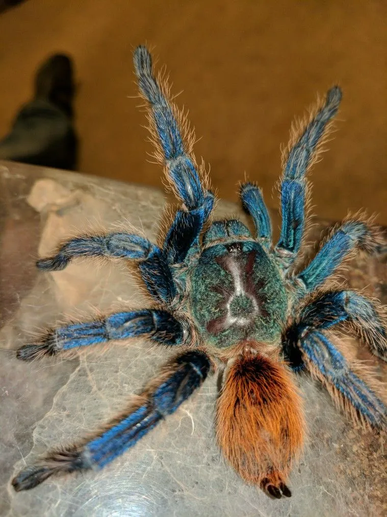 17559 green bottle blue tarantula close up