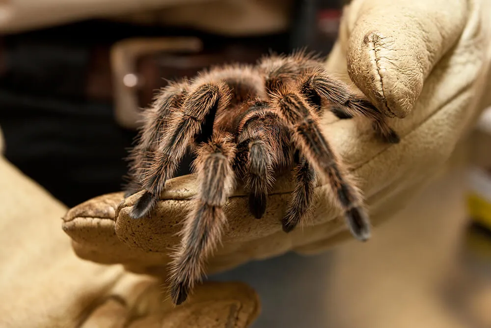 17561 tarantula defensive