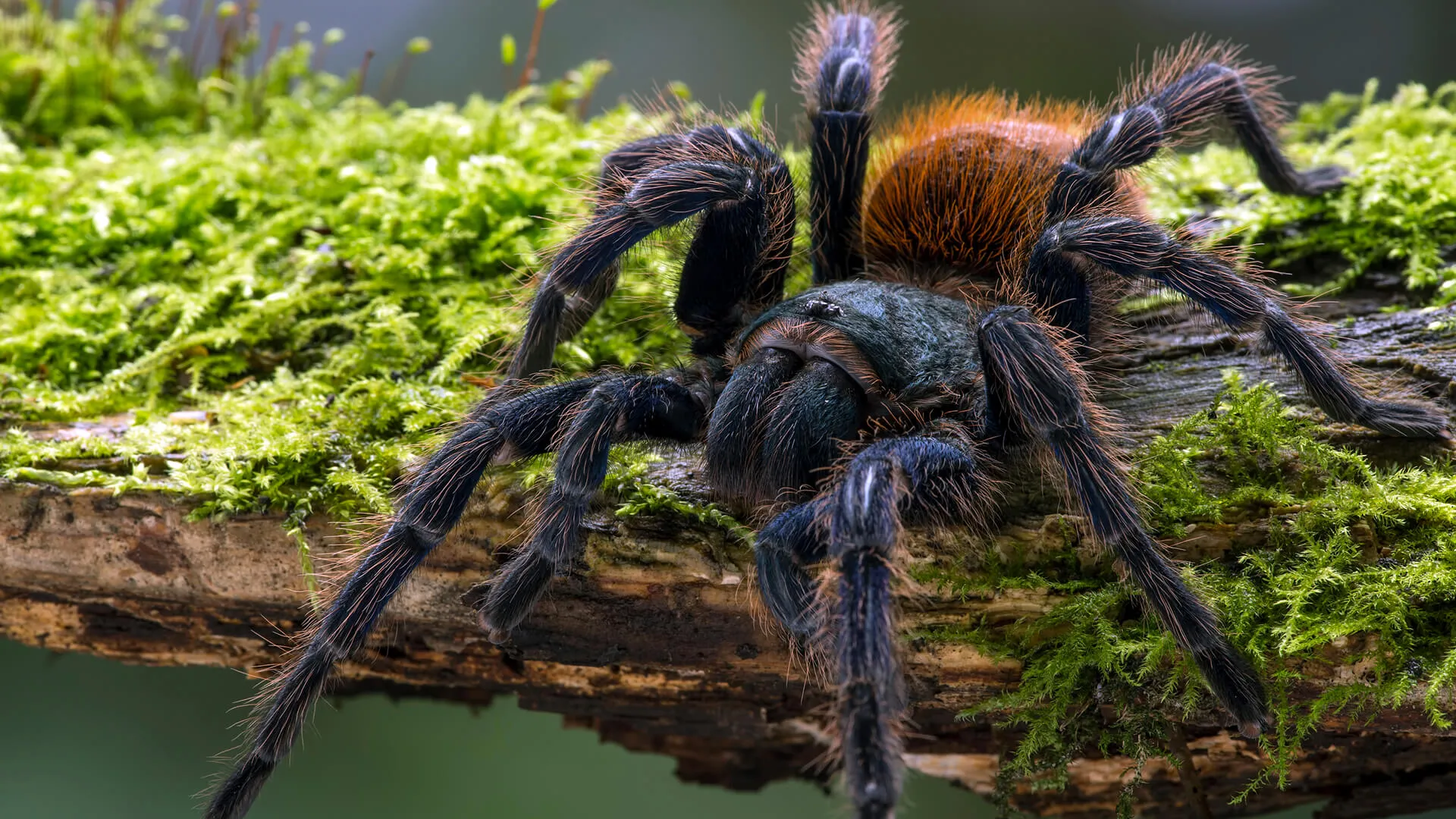 17561 tarantula feeding