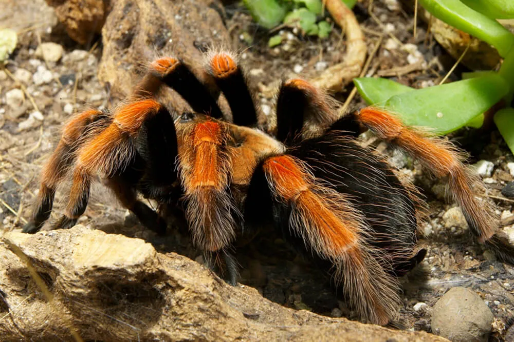 17561 tarantula habitat