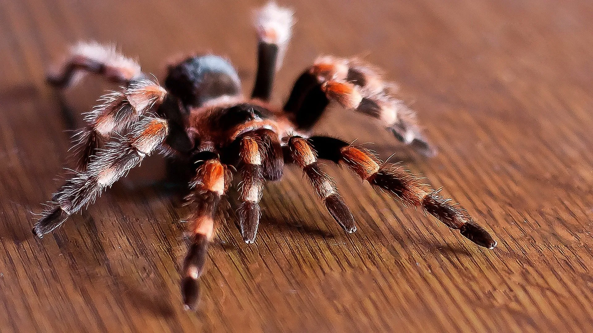 17561 tarantula image 1