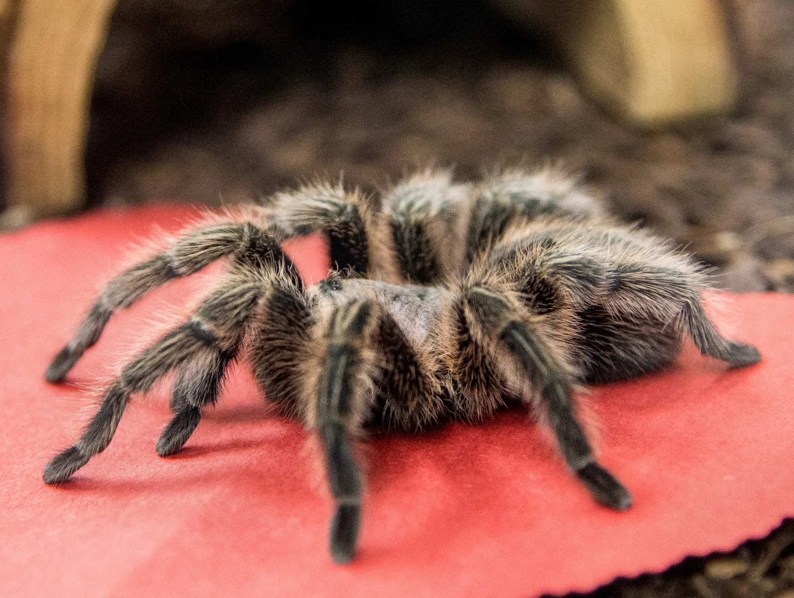 17561 tarantula image 2