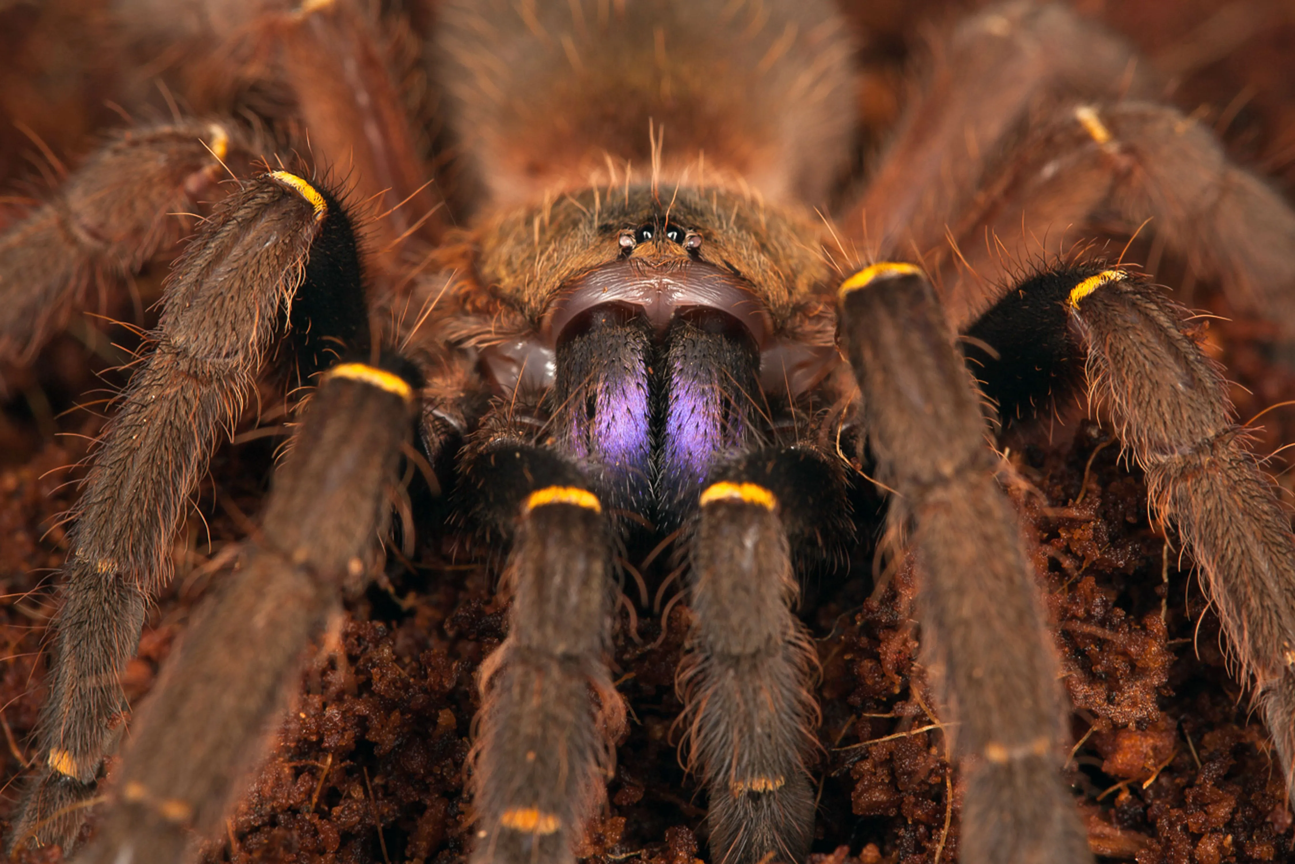 17561 tarantula mating