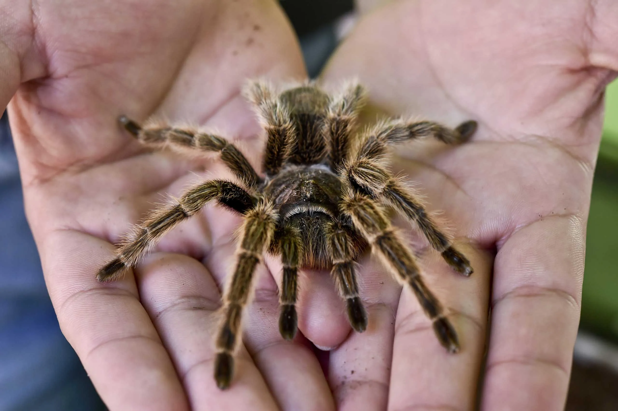 /img/17561-tarantula-pet.webp
