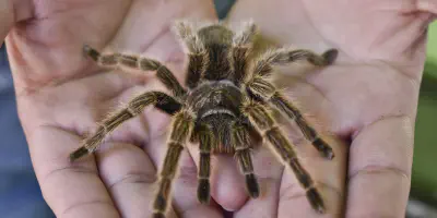 /img/17561-tarantula-pet.webp