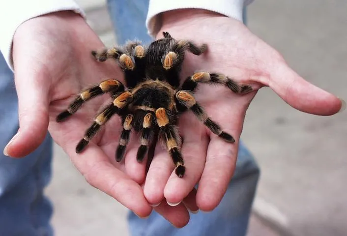 17562 crickets for tarantulas
