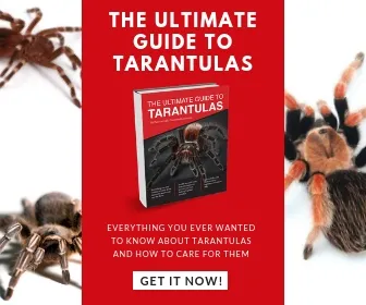 /img/17562-healthy-red-knee-tarantula.webp