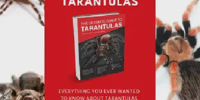 /img/17562-healthy-red-knee-tarantula.webp