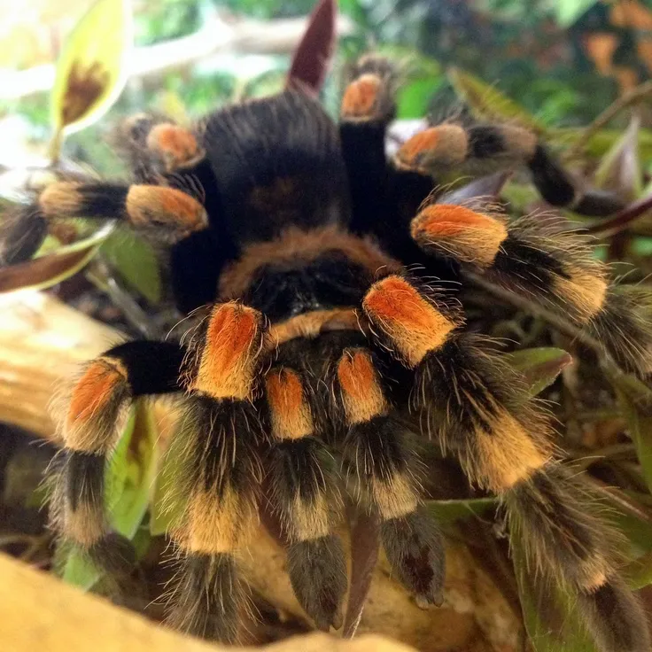 17562 tarantula overfeeding