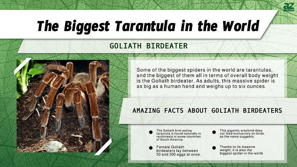 /img/17565-feeding-tarantula.webp