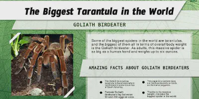 /img/17565-feeding-tarantula.webp