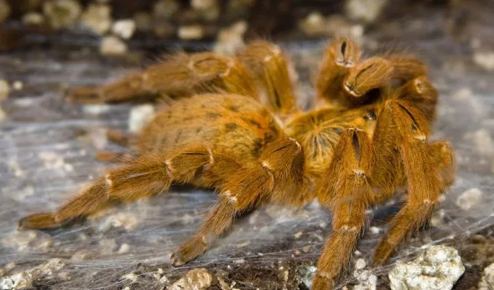 17565 goliath birdeater