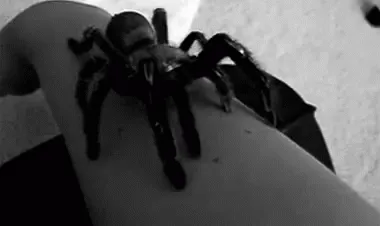 17567 dog tarantula bite
