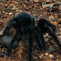 17567 tarantula hiding spots