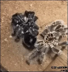 17567 tarantula identification