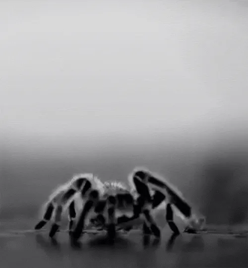 17567 tarantula repellent