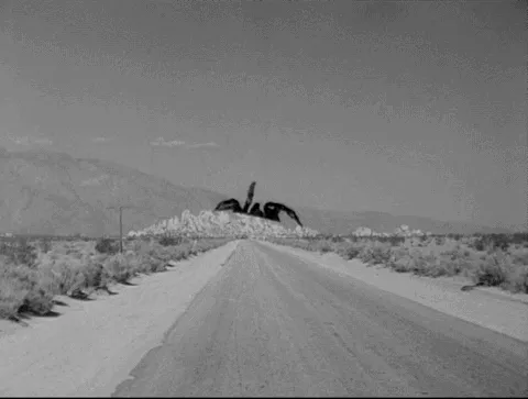 17567 tarantula trap