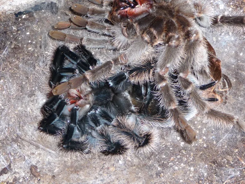 17570 tarantula exoskeleton