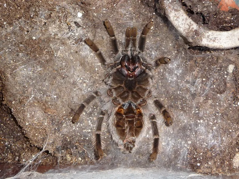 17570 tarantula growth