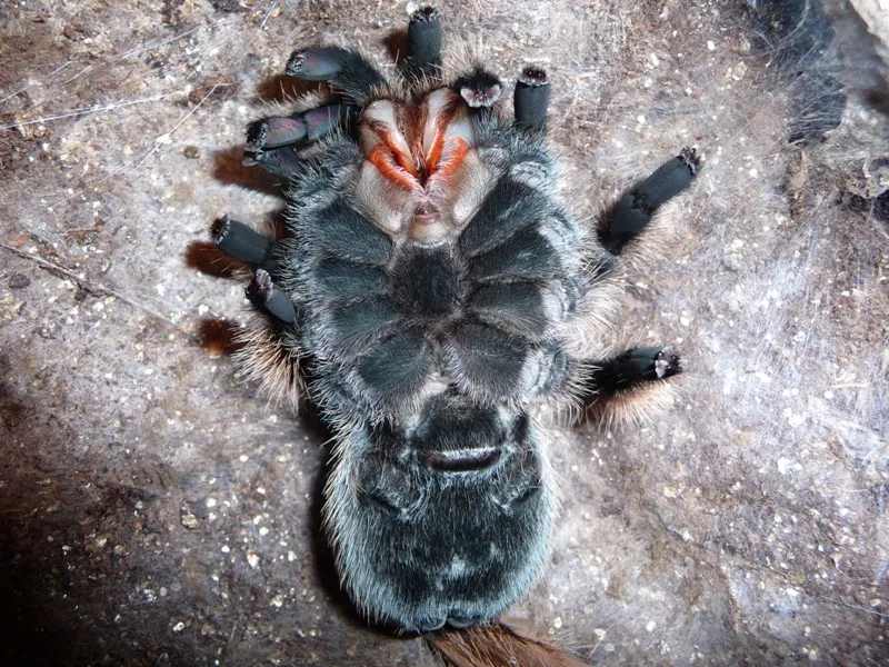 17570 tarantula lost limb