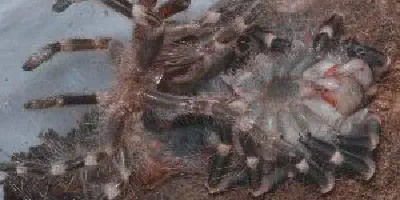 /img/17570-tarantula-post-molt.webp