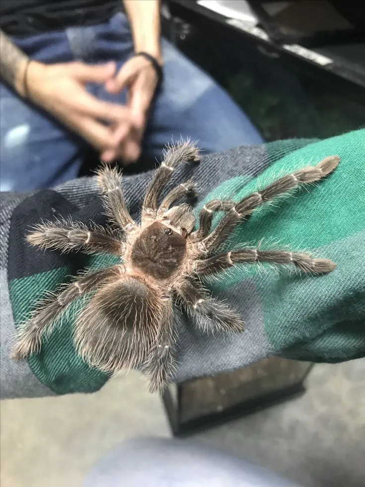 17571 p met tarantula appearance