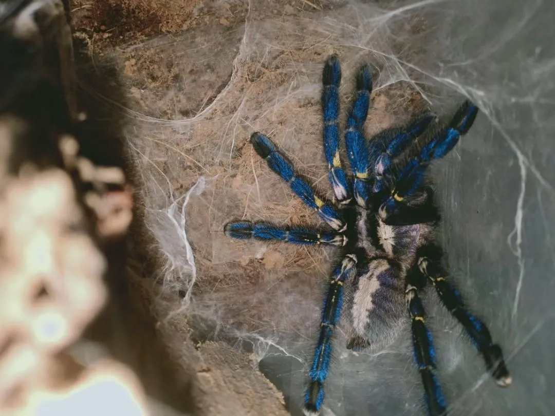 17571 p met tarantula defenses
