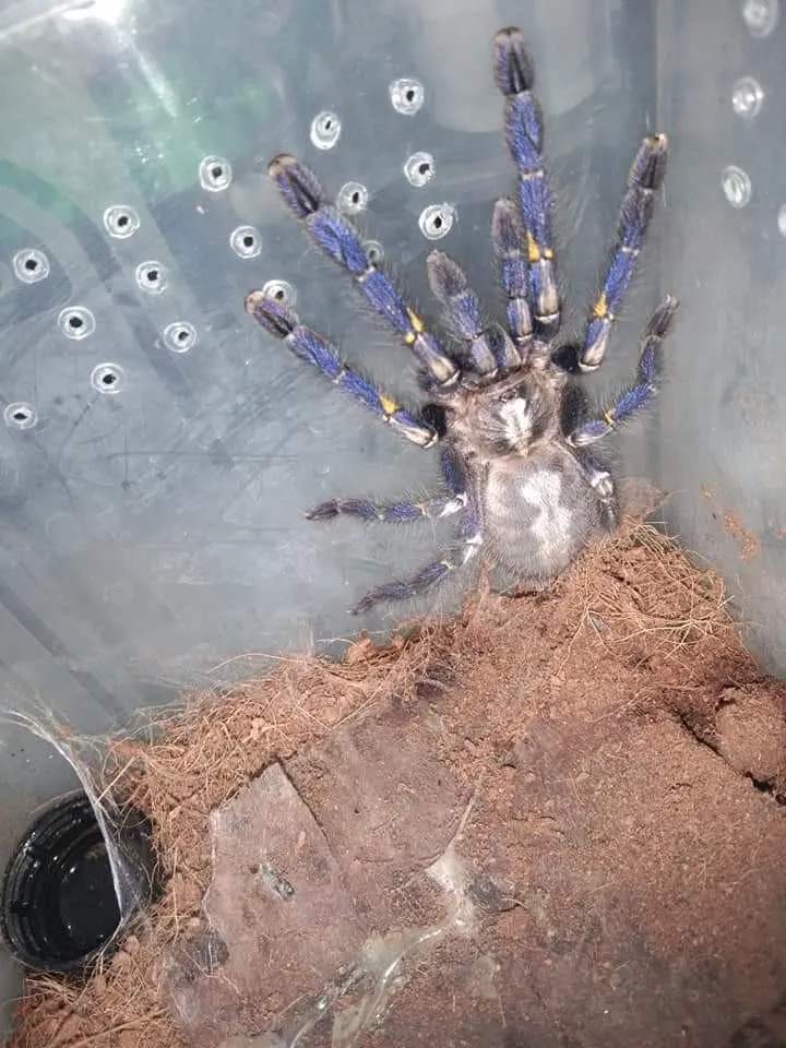 17571 p met tarantula feeding