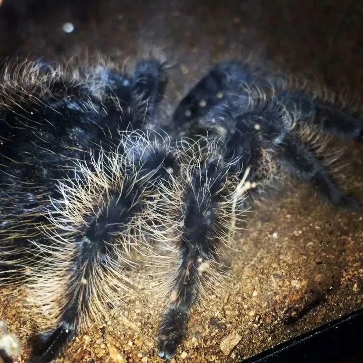 17571 p met tarantula habitat