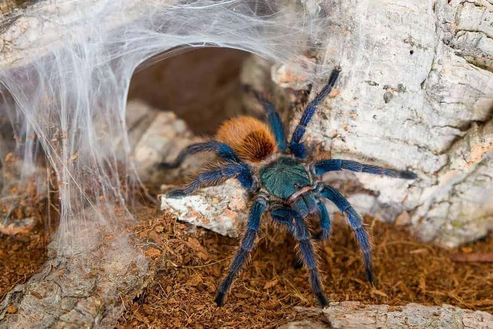 17571 p met tarantula lifespan
