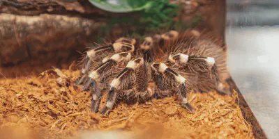 /img/17571-p-met-tarantula-pet.webp