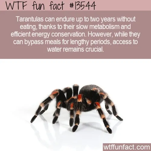17573 tarantula age