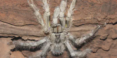 /img/17573-tarantula-facts.webp