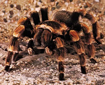 17573 tarantula water