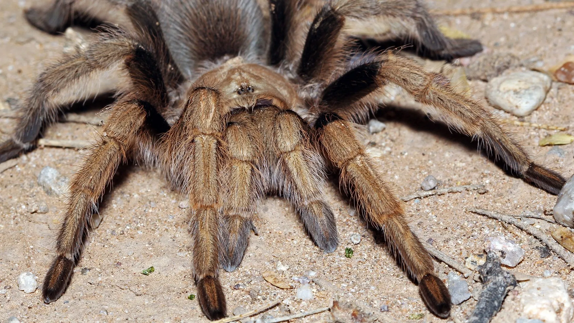 17576 arizona blonde tarantula enclosure