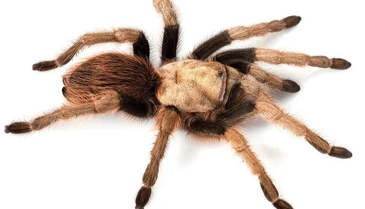 17576 arizona blonde tarantula feeding