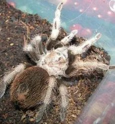 17576 arizona blonde tarantula handling