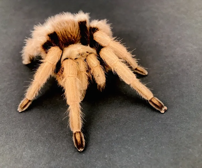 /img/17576-arizona-blonde-tarantula-substrate.webp