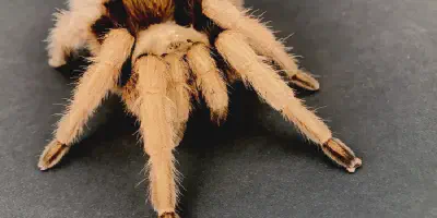 /img/17576-arizona-blonde-tarantula-substrate.webp
