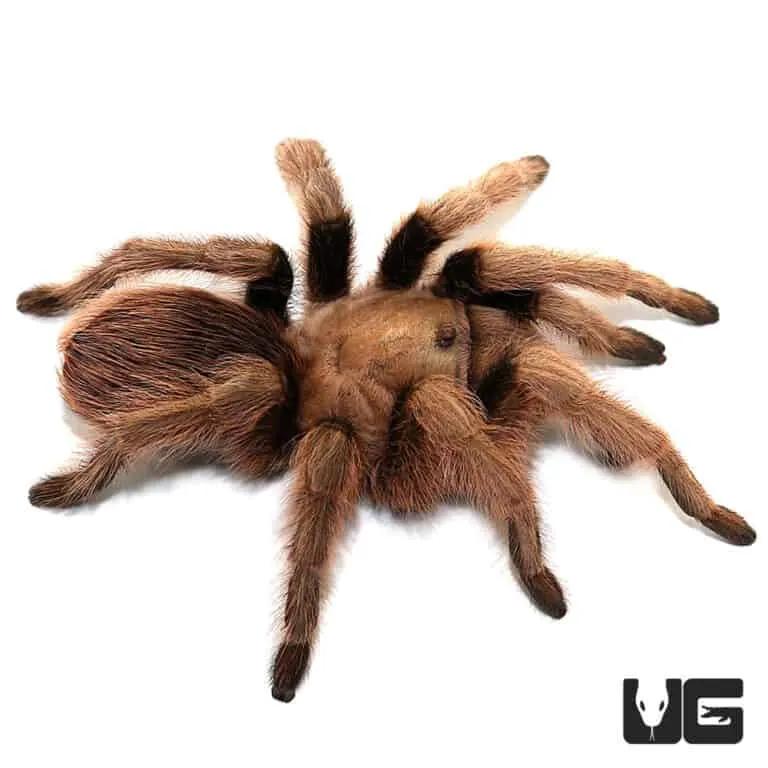 17576 arizona blonde tarantula temperature