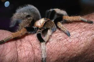17576 arizona blonde tarantula water