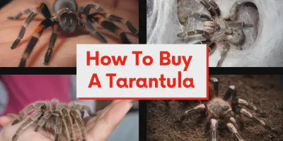 /img/17580-tarantula-equipment.webp